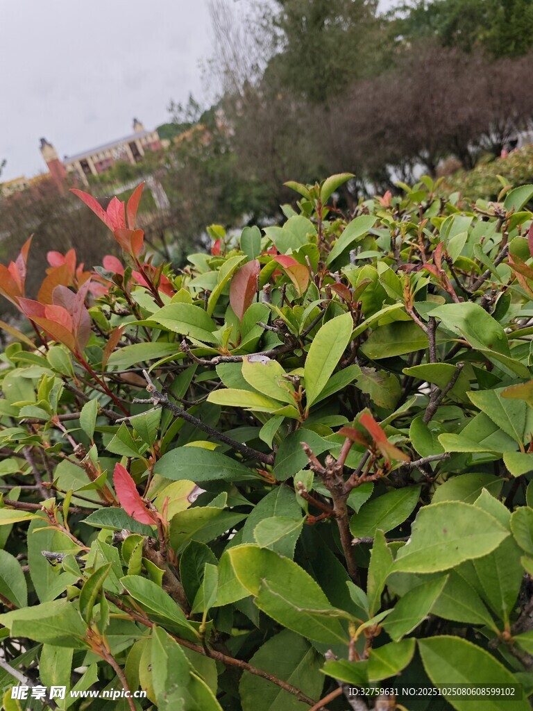 绿叶红梢的植物景观