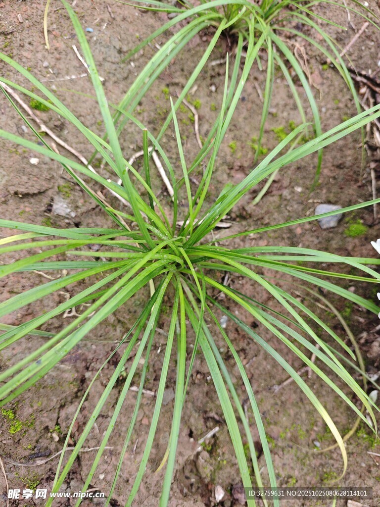 细长绿叶的草本植物