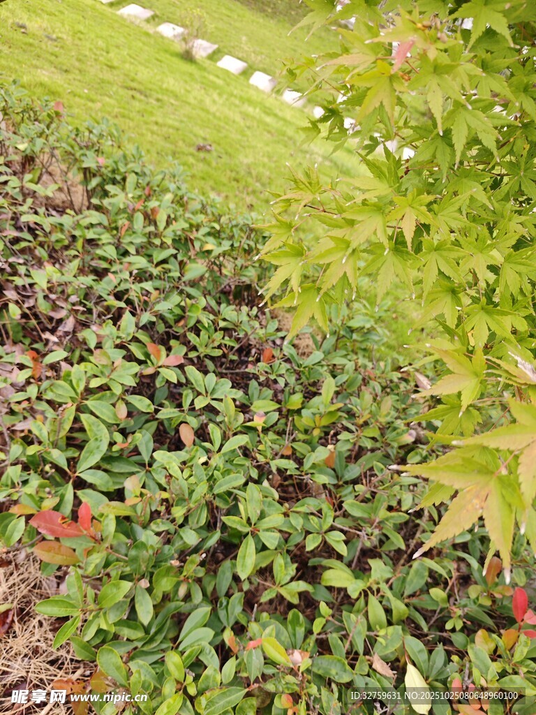 多彩绿植景观