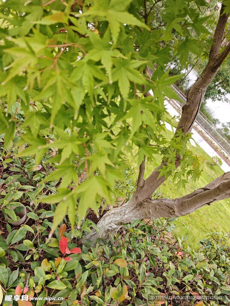 绿叶繁茂下的多彩植物景观