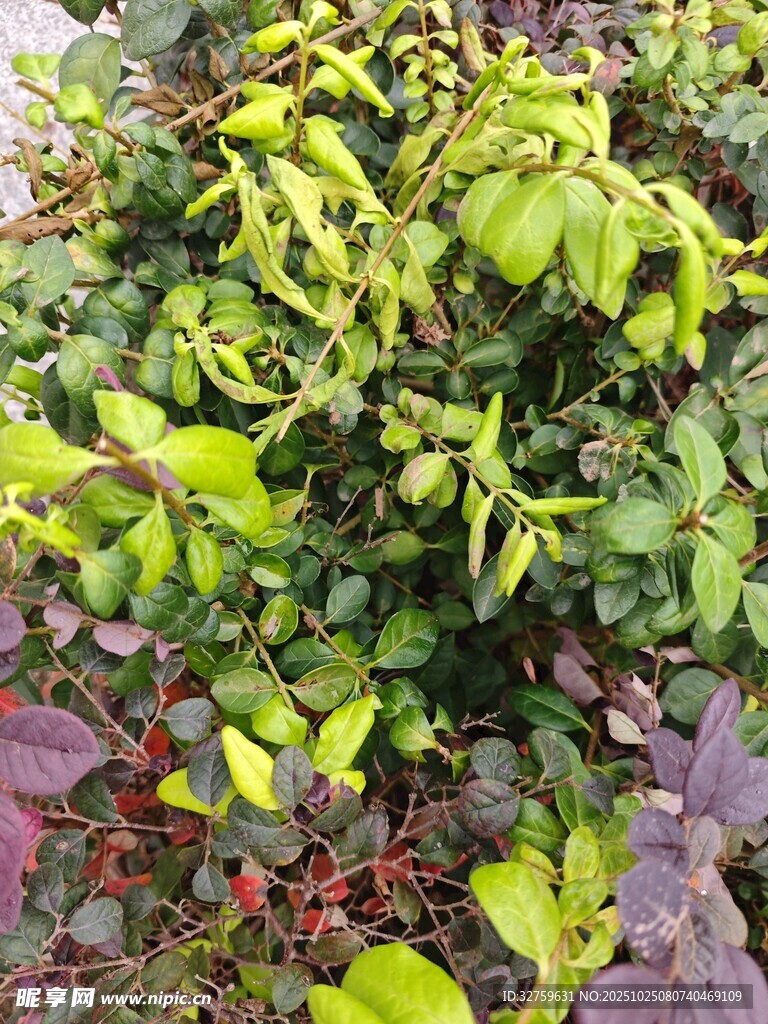 多彩植物叶片特写
