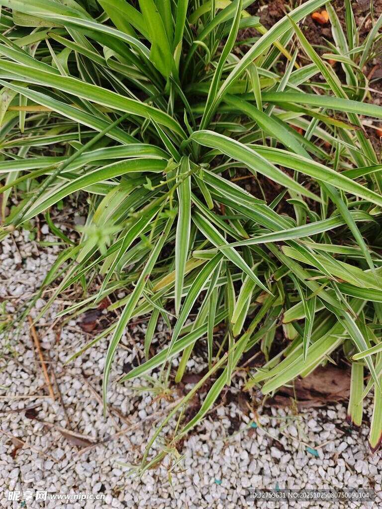 翠绿小草生长于砂石间
