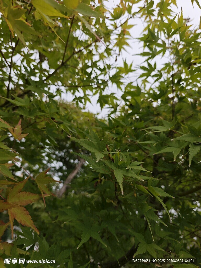 繁茂绿树 