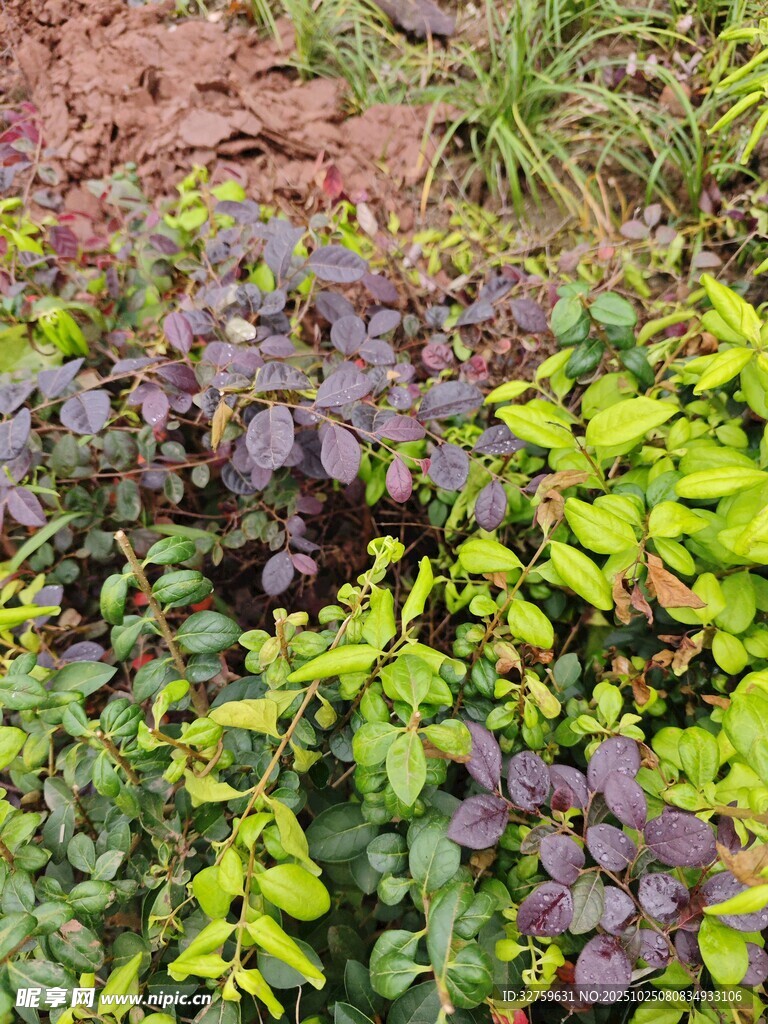 多彩植物景观