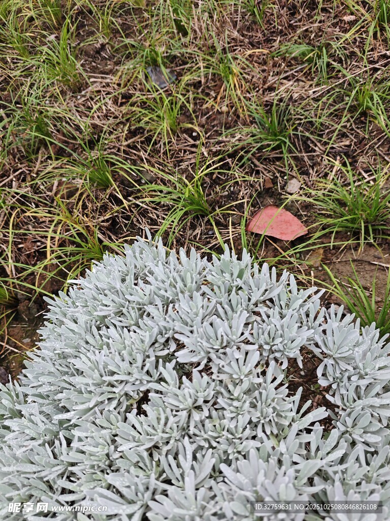 银叶植物与草地景象