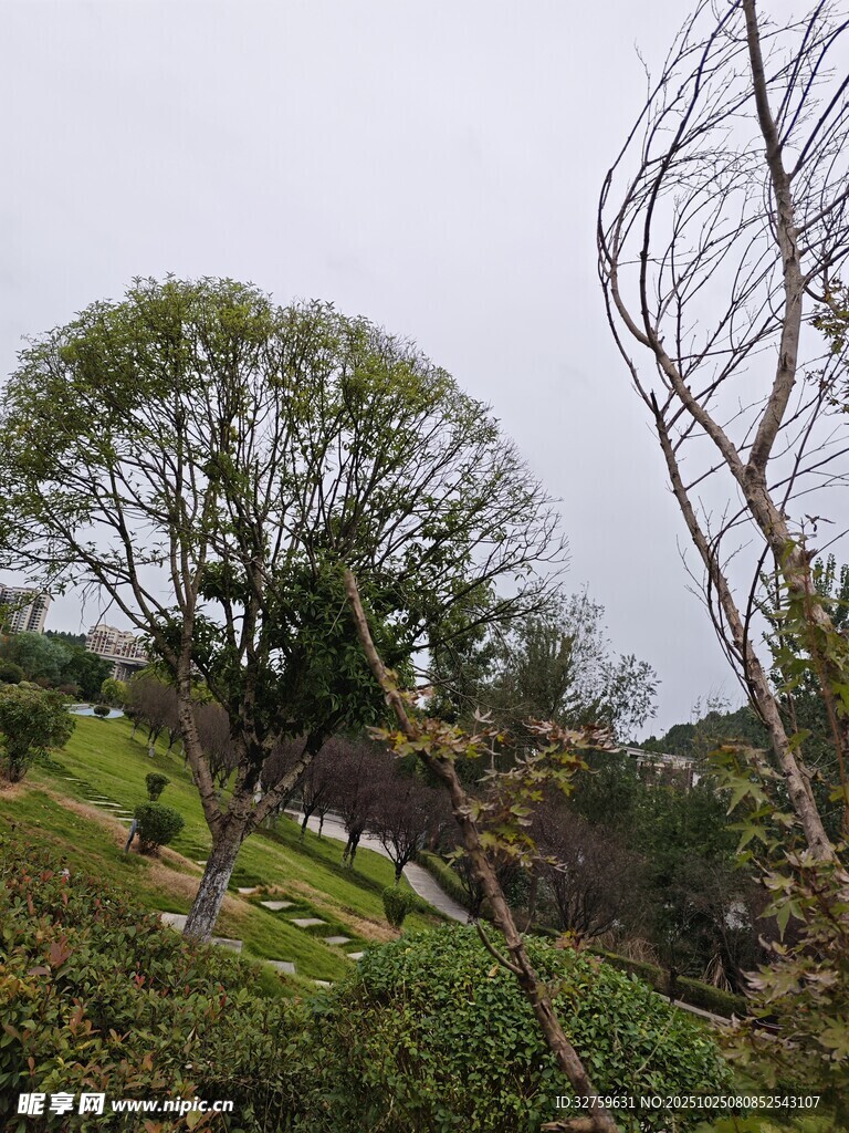 山坡上的葱郁树木