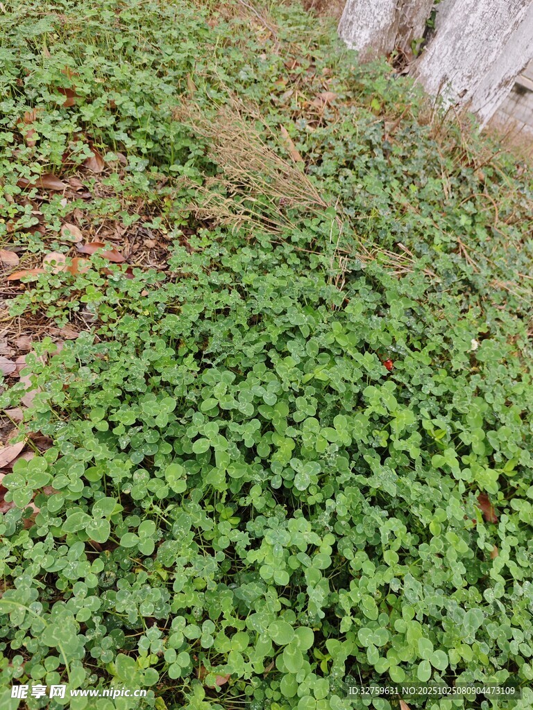 地面繁茂的绿色三叶草