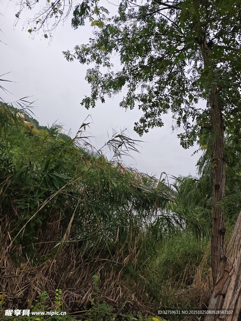 野外繁茂植被风景