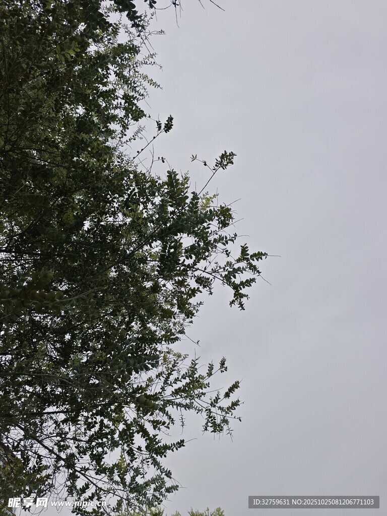 枝叶映衬下的灰白天空