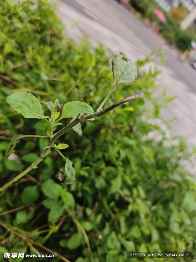 路边翠绿繁茂的丛生植物