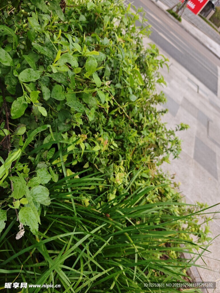 路边翠绿繁茂的植物景观