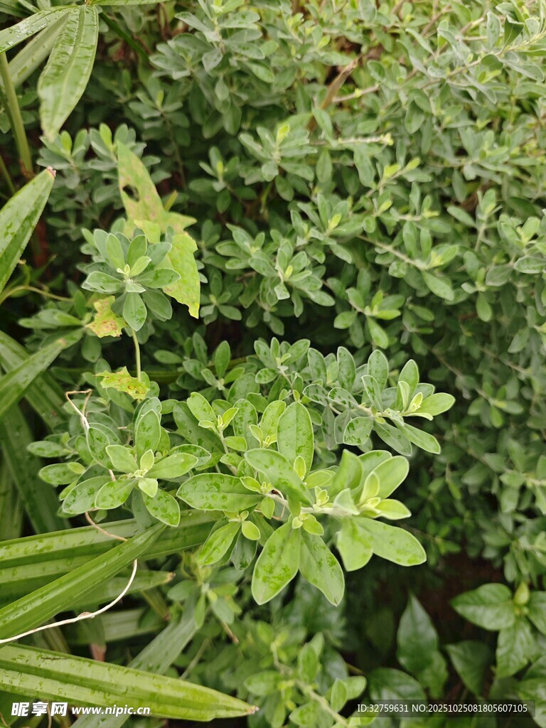 翠绿繁茂的植物景观