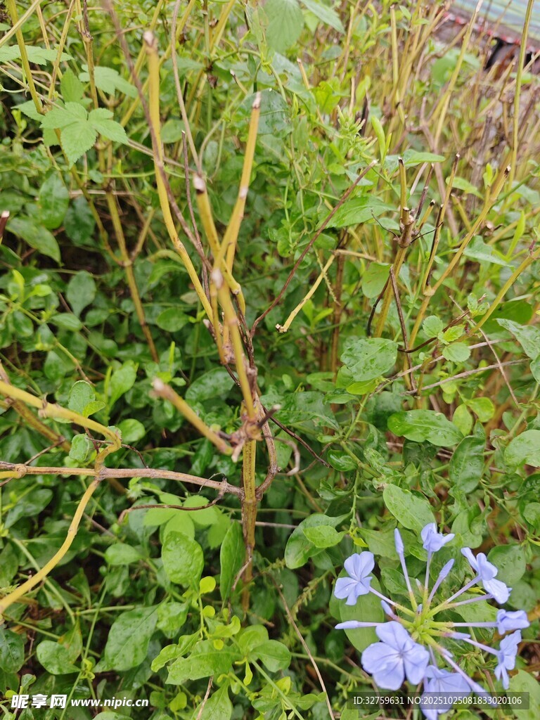 绿叶间的蓝花与繁茂枝藤