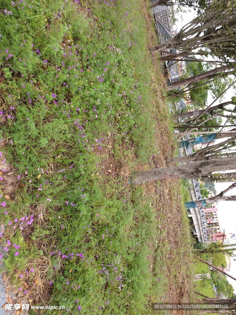 路边草地与树木景观