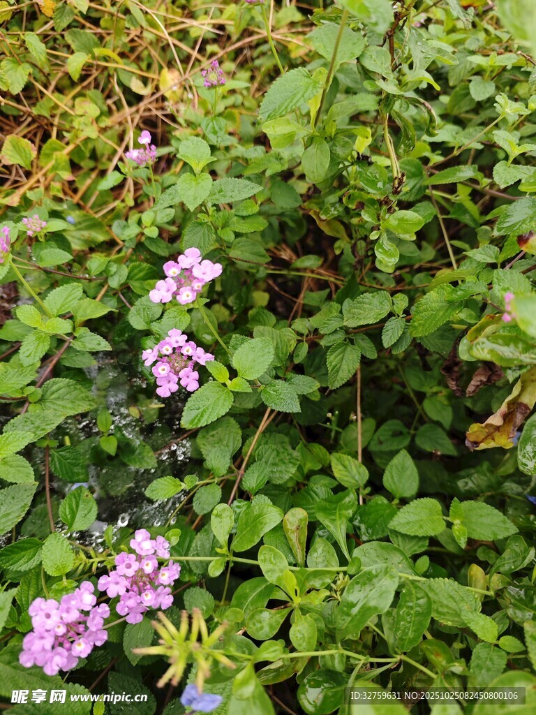 绿叶丛中的粉嫩小花