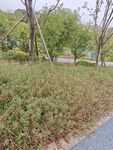 路边绿植景观
