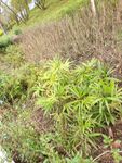 野外生长的绿色植物