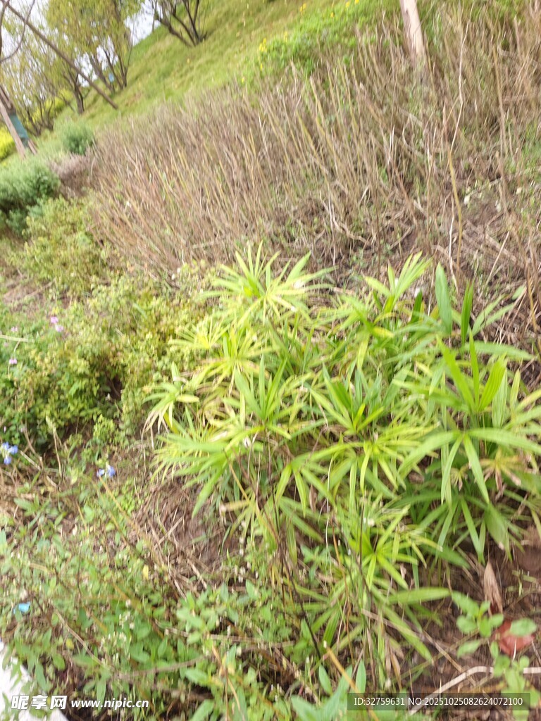 野外生长的绿色植物