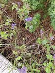 紫色小花与绿植相伴