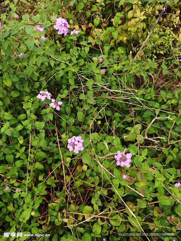 草丛中的粉色小花