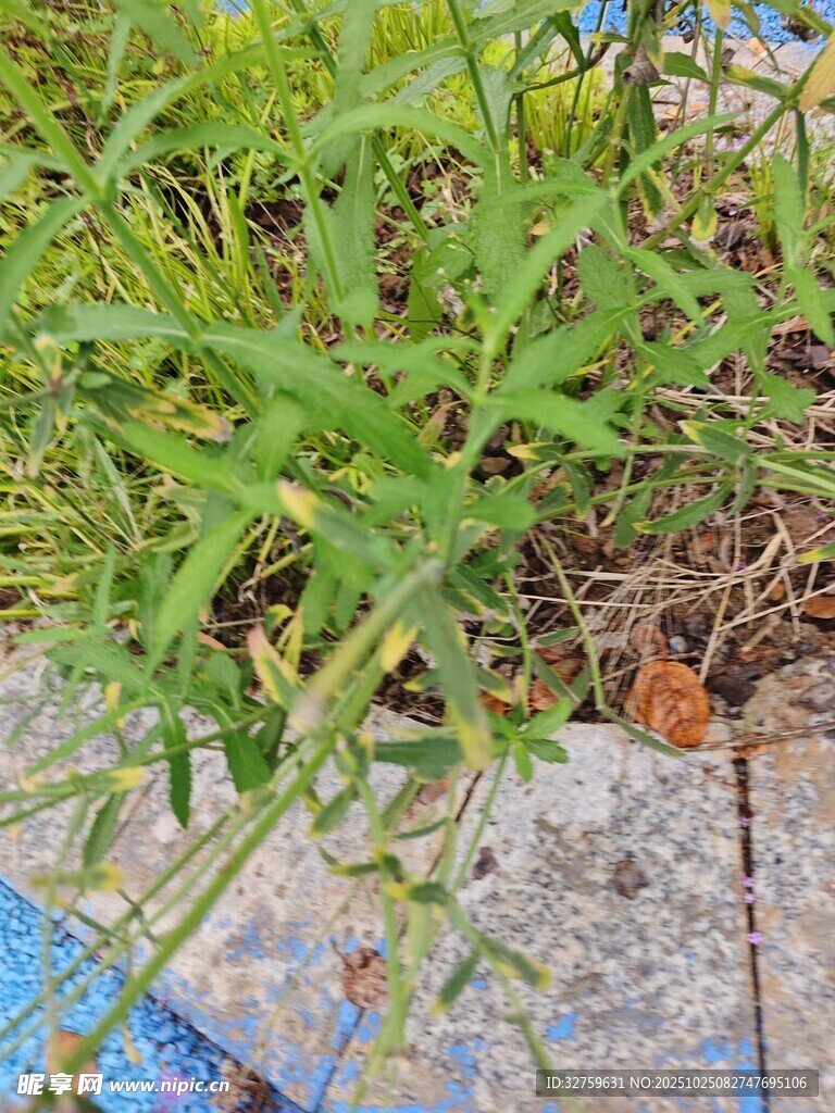 路边草丛中的绿植与昆虫