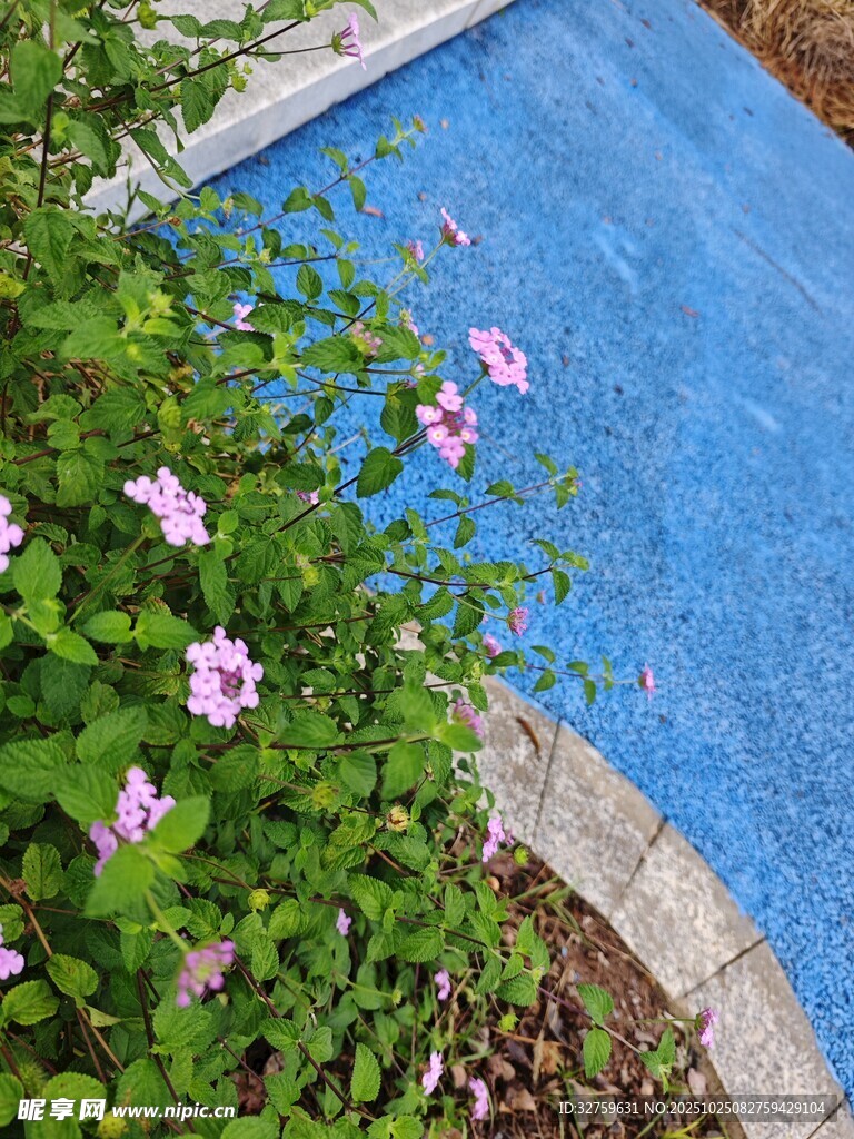 池边绽放的粉色小花