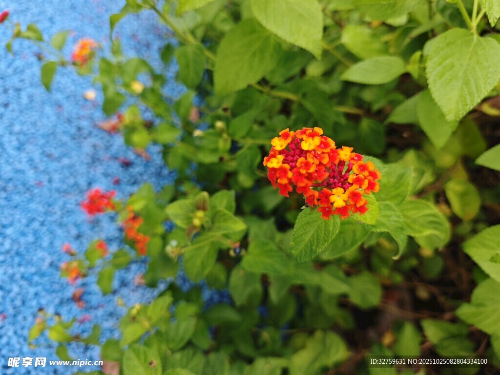 蓝背景下鲜艳的橙红色花朵