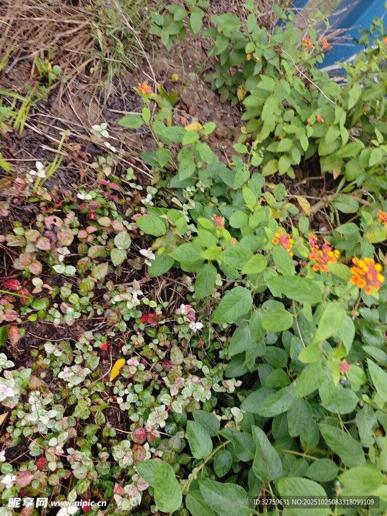多彩花卉绿植景观