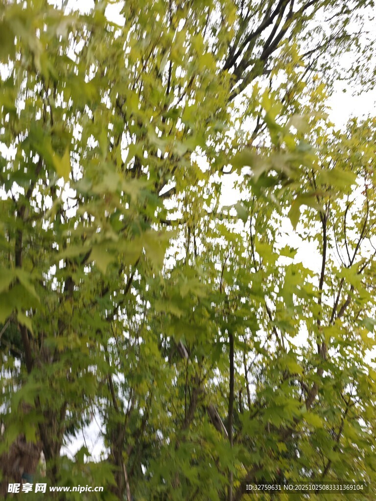 茂密绿意盎然的树林景观