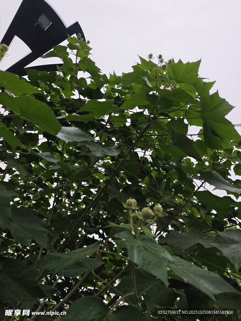 绿叶繁茂的植物景象