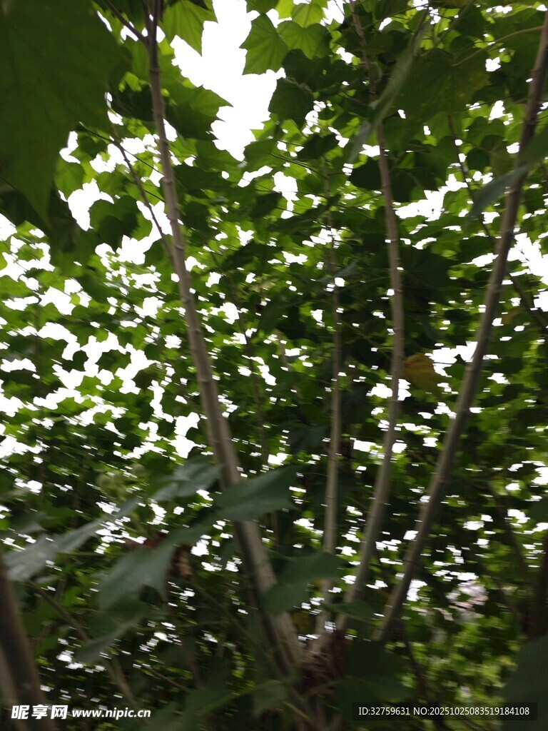 繁茂绿叶下的植物景象