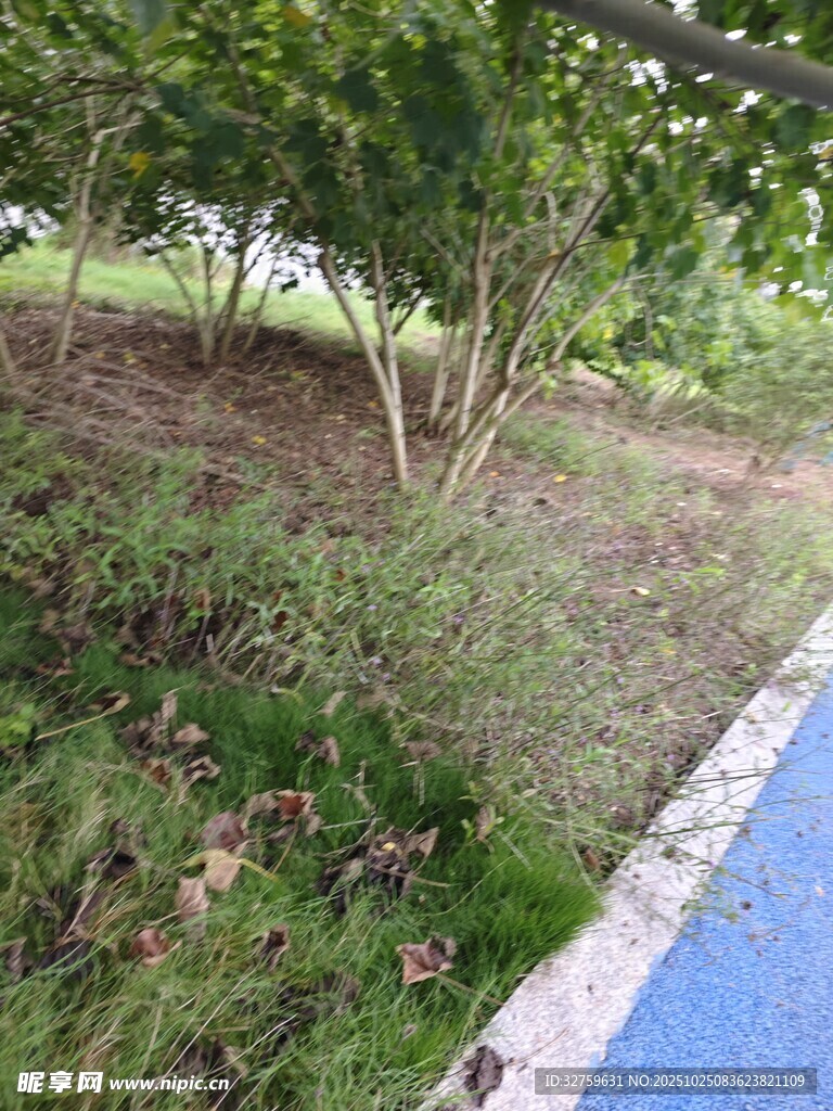 路边绿意盎然的植被景观