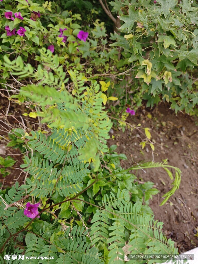 繁茂绿植与紫色小花景观