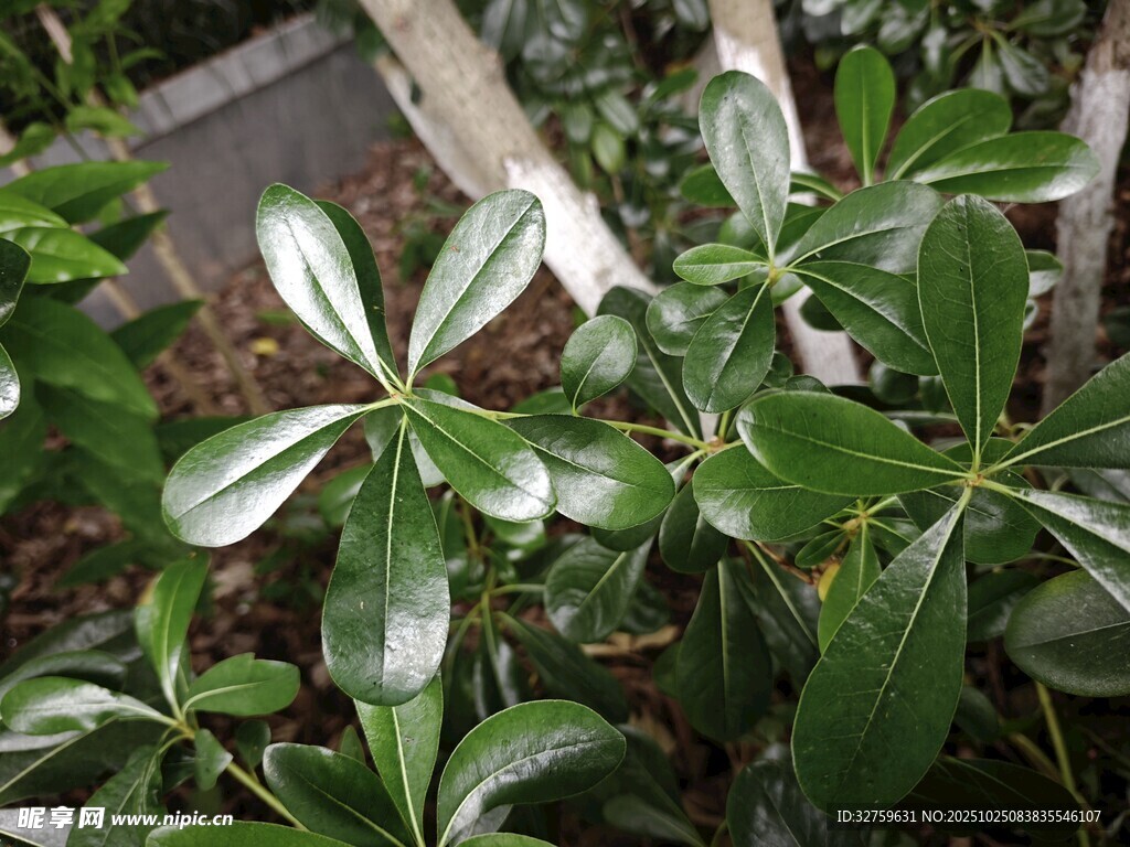 绿叶植物特写
