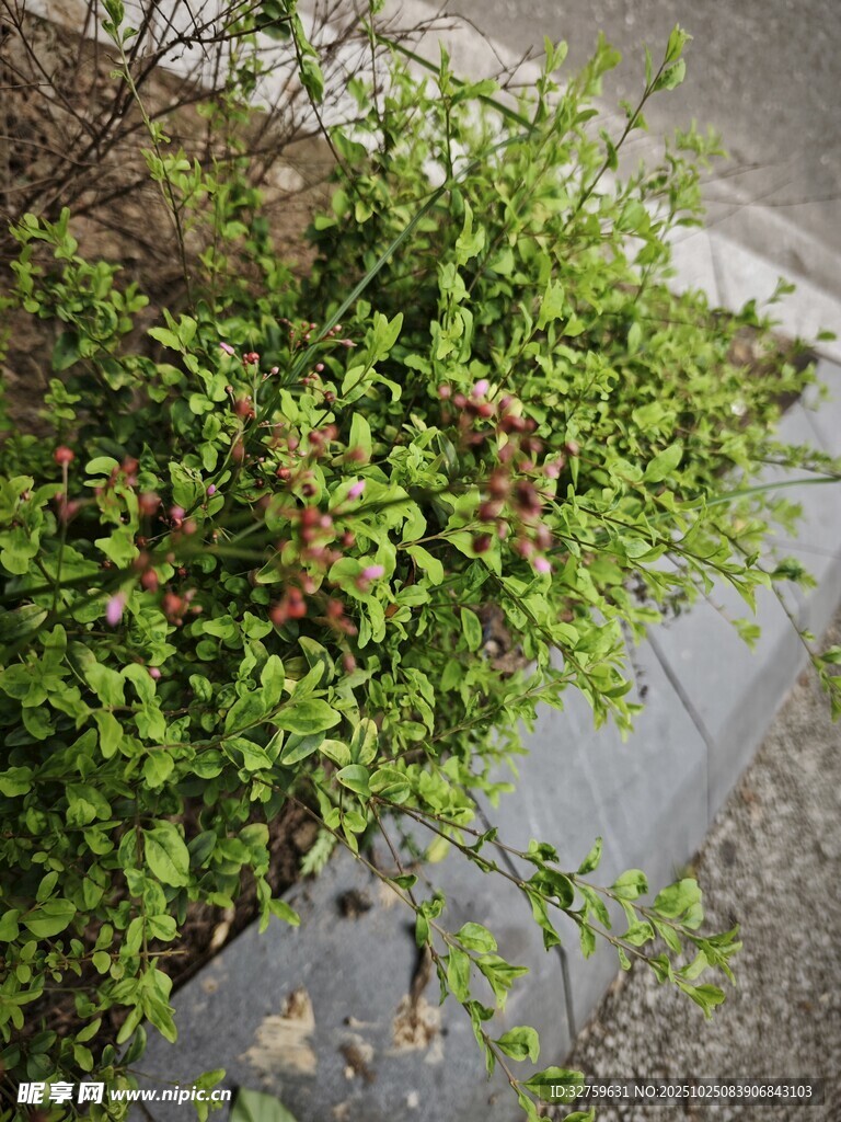 路边翠绿繁茂的植物景观