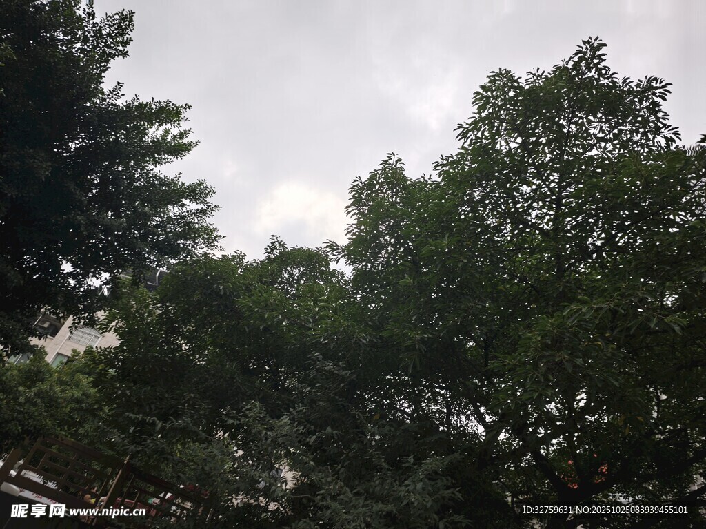 绿树成荫的自然景象