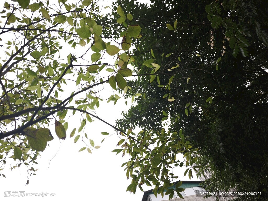 枝叶繁茂的绿树景观