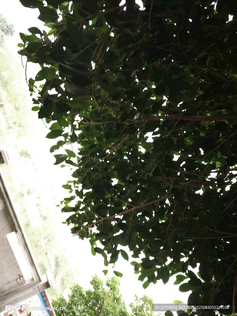 绿叶繁茂的树冠