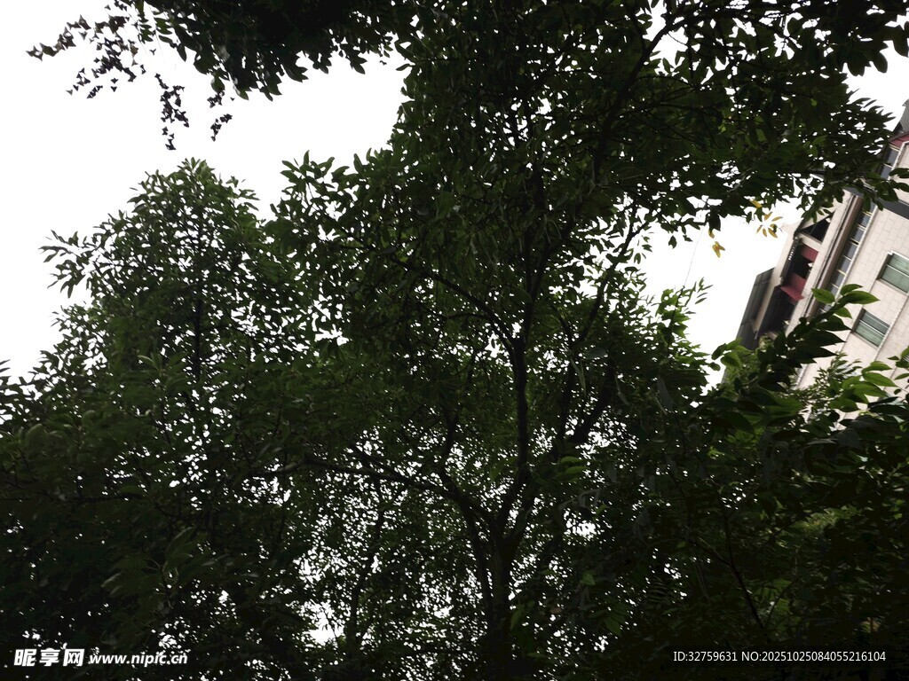 仰视茂密树林树冠