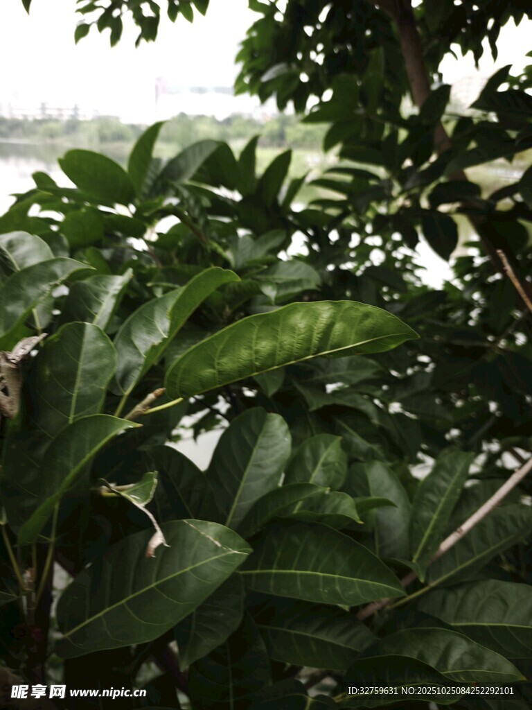 繁茂绿叶展现自然生机