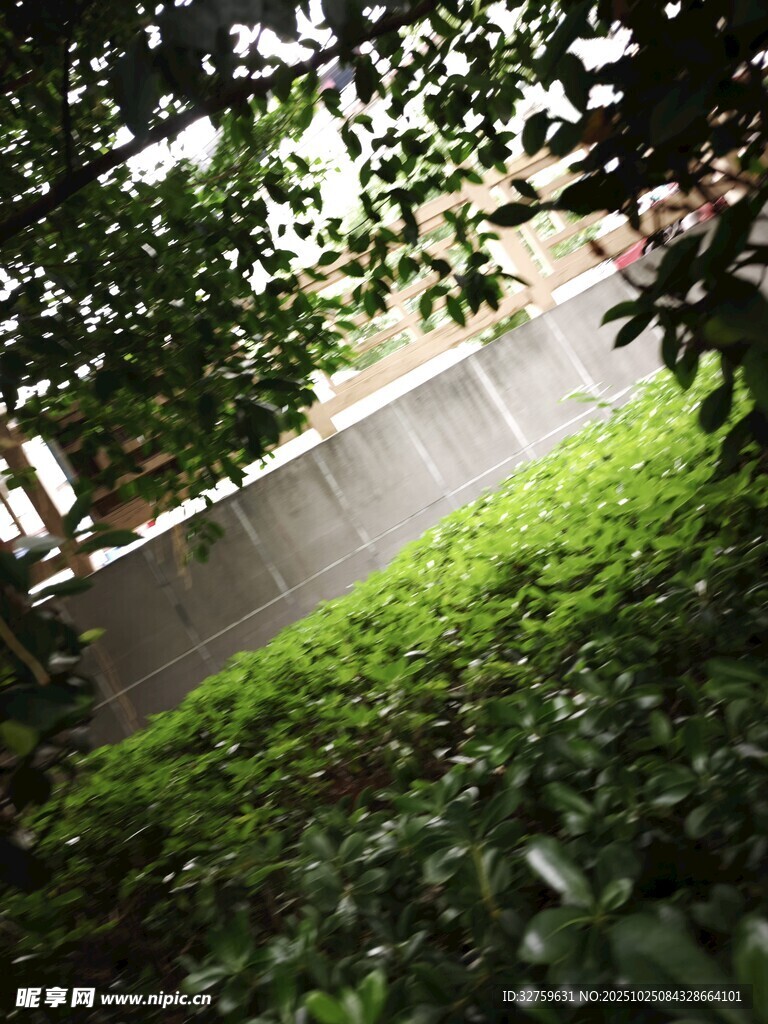 绿荫下的静谧草地景观