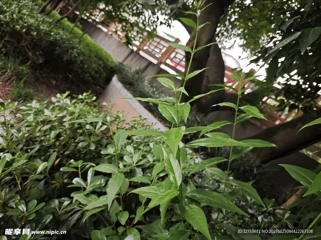 庭院绿植景观一角