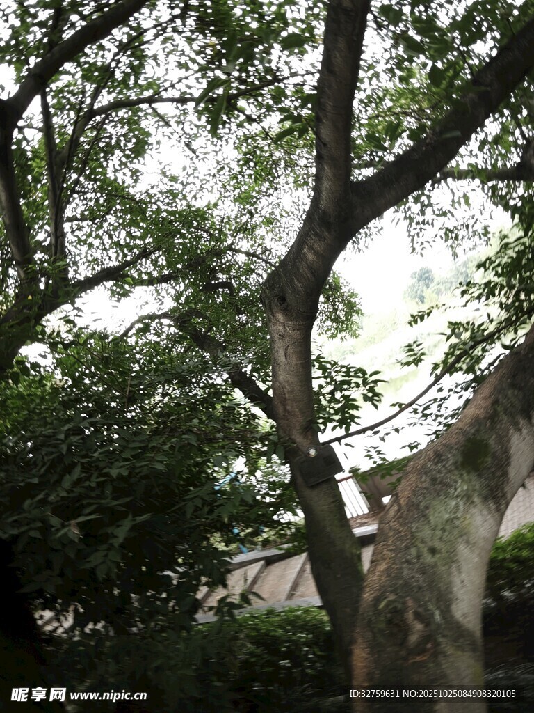 繁茂树木与背后建筑景观
