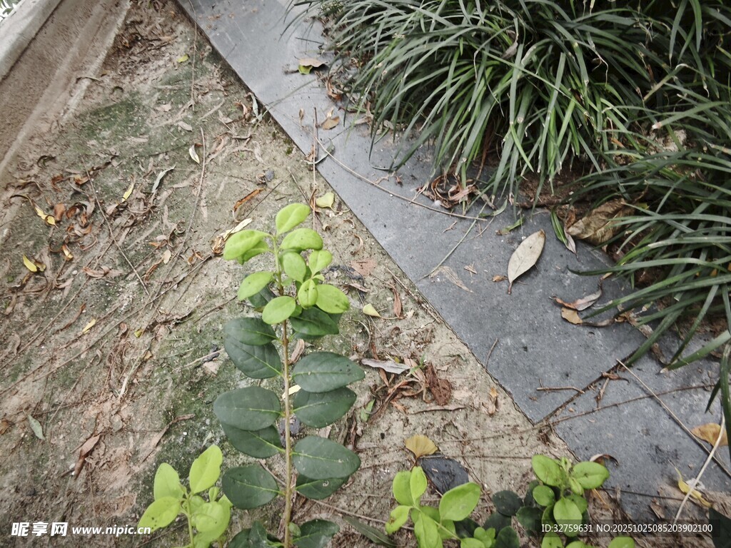 路边生长的嫩绿植物