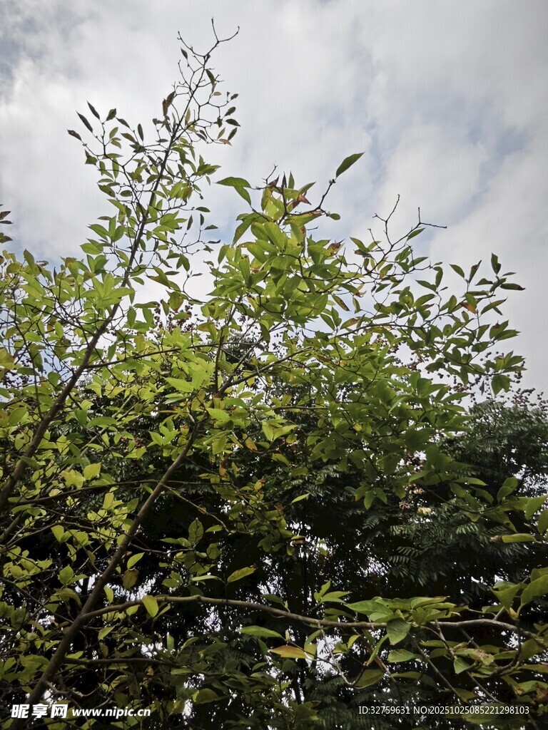繁茂绿植与多云天空