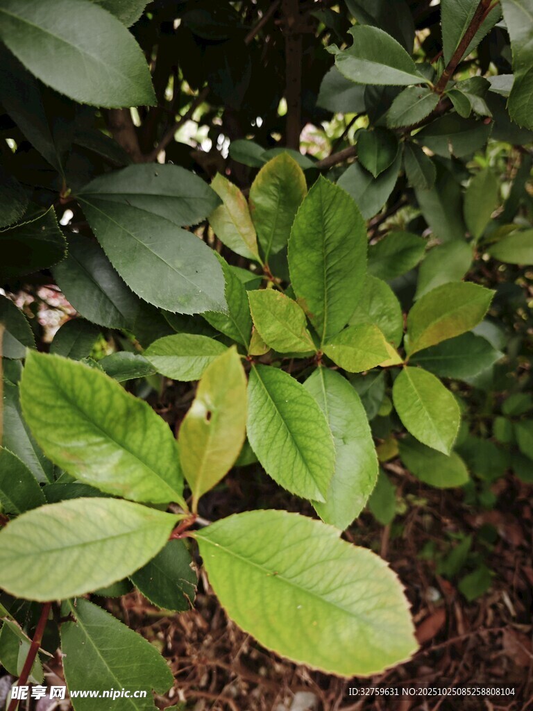 绿叶繁茂的植物景象