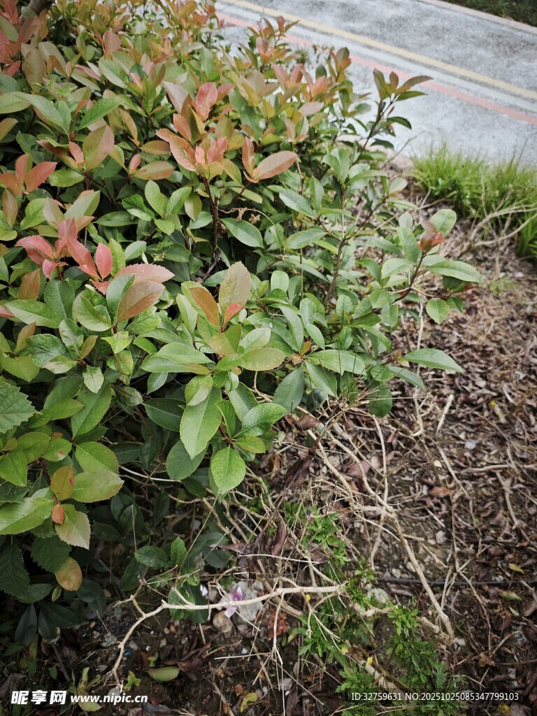 绿叶红边植物近景