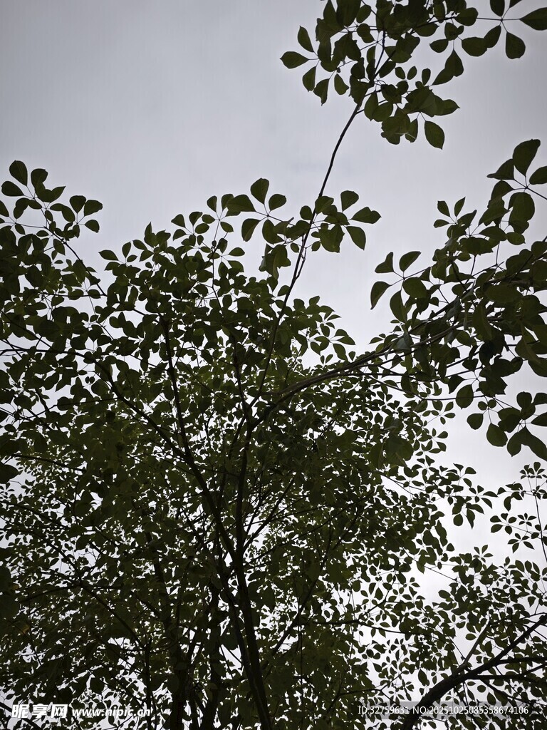 仰视繁茂枝叶