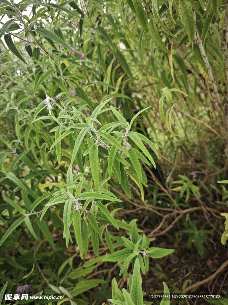 野外繁茂的绿色植物景观