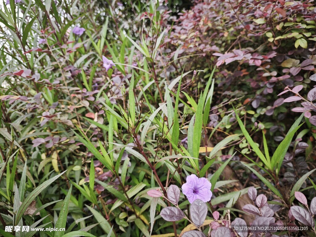 多彩花卉绿植景观